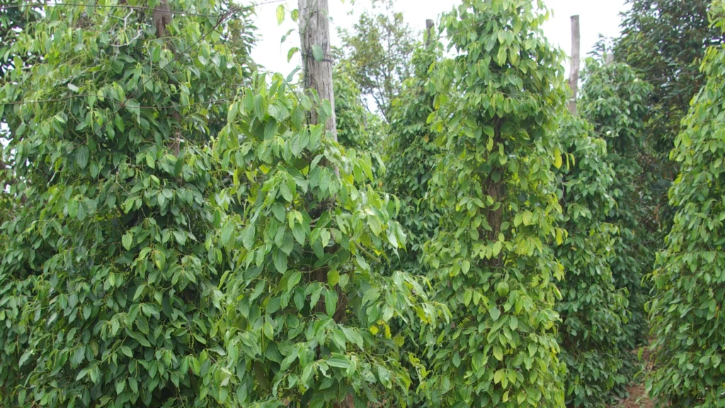 Kampot pepper farm wide
